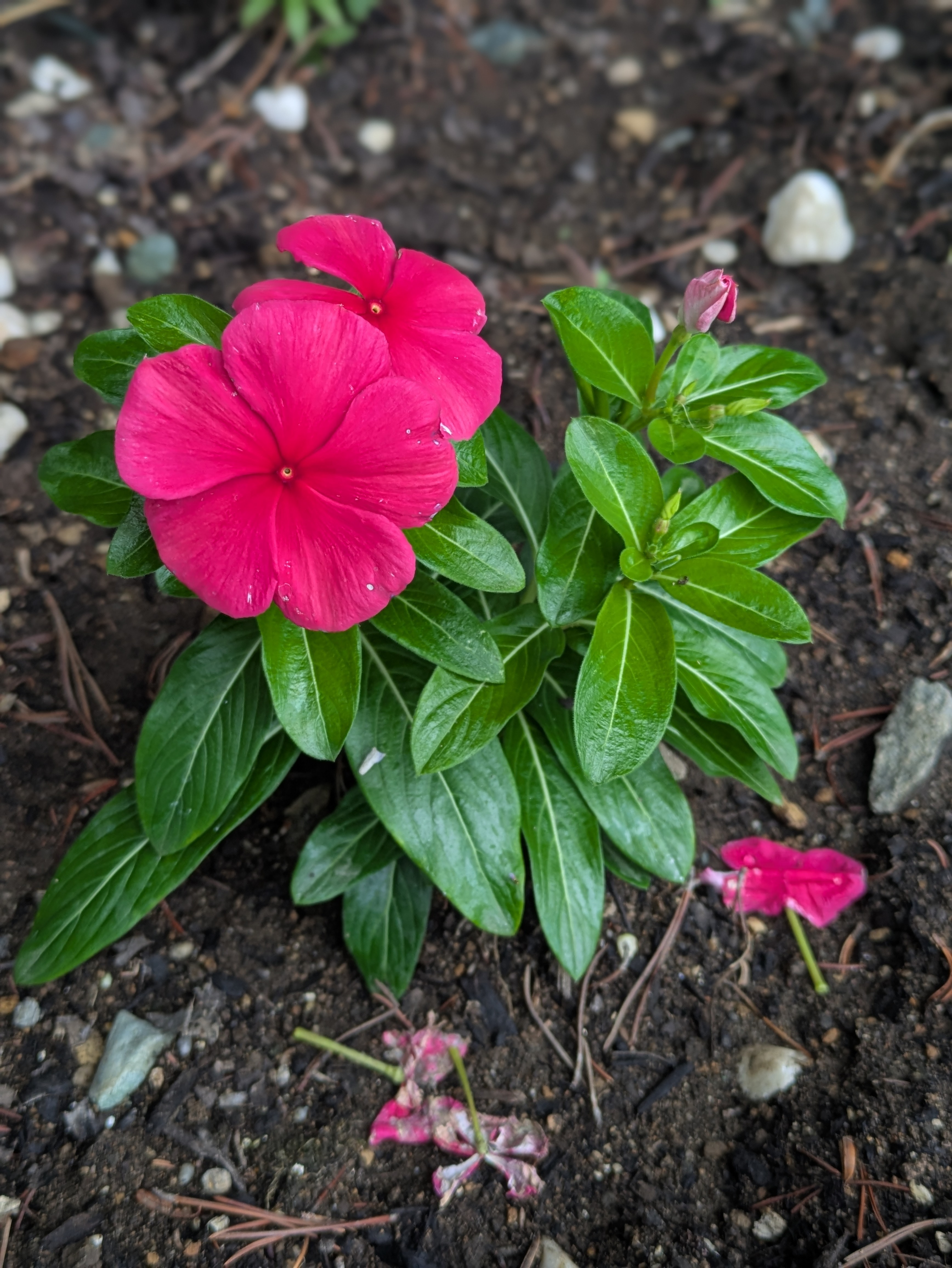 花画像4